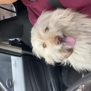 Image of Unknown, Found Dog