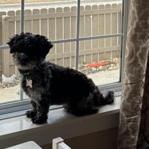 Image of Leo, Lost Dog