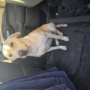 Image of Unknown, Found Dog