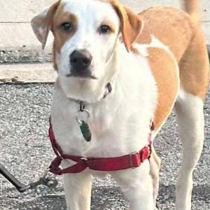 Image of Pheonix, Lost Dog