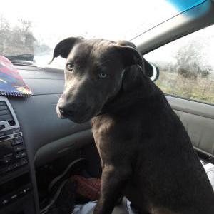 Image of Echo, Lost Dog