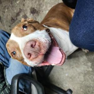 Image of Gordo, Lost Dog