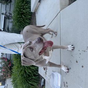 Image of Unknown, Found Dog