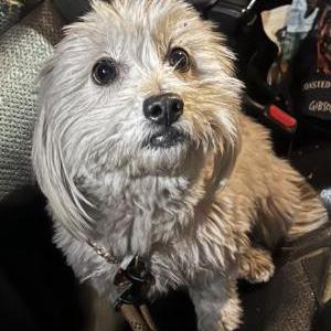 Image of Unknown, Found Dog