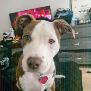 Image of Coconut, Lost Dog