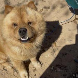 Image of Appa, Lost Dog