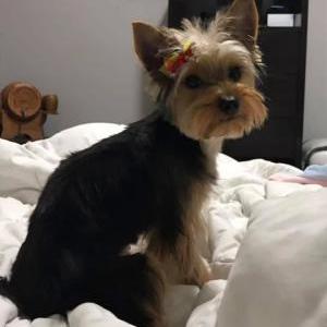 Image of Myna, Lost Dog