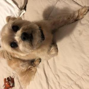 Image of Bailey, Lost Dog