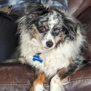 Image of Malta, Lost Dog