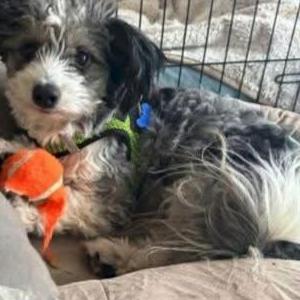 Image of Mahomes, Lost Dog