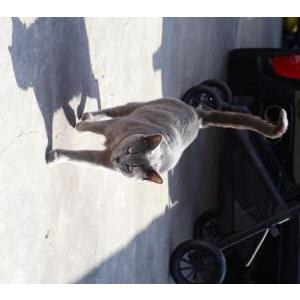Image of Seraphina, Lost Cat
