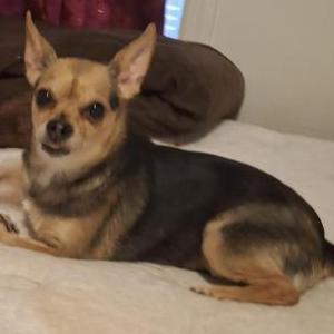 Lost Dog Bella