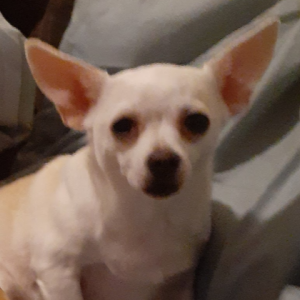 Image of Angel, Lost Dog