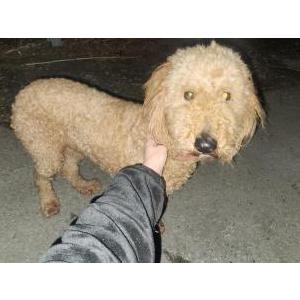 Image of Unknown, Found Dog