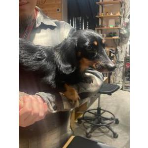 Found Dog Unknown