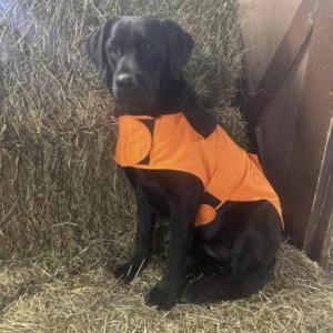 Image of Bailey, Lost Dog