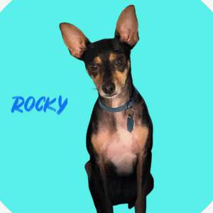 Image of Rocky, Lost Dog