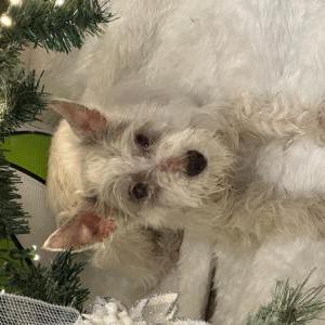 Image of Bella, Lost Dog