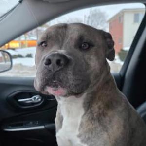 Image of Unknown, Found Dog