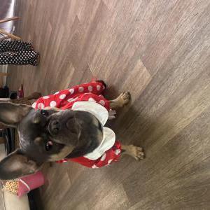 Image of Willow, Lost Dog