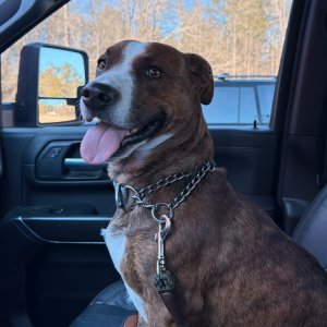 Image of Unknown, Found Dog