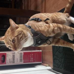 Image of Loki, Lost Cat