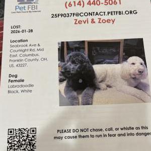 2nd Image of Zivaa& Zoey, Lost Dog