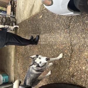 Image of Unknown, Found Dog