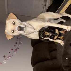 Lost Dog Elsie