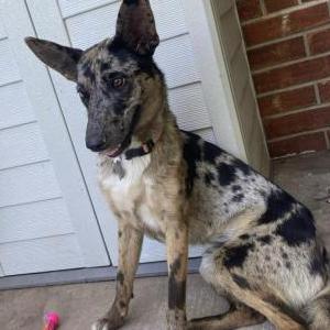 Image of Basil, Lost Dog