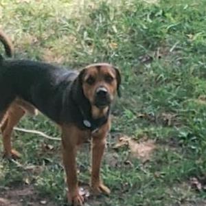 Image of Max, Lost Dog