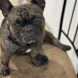 Lost Dog Luccianna Urdaneta