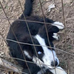 Image of Leo, Lost Dog