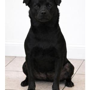 Image of Unknown, Found Dog