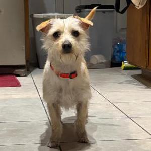 Image of Unknown, Found Dog