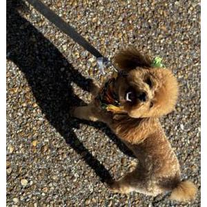 Image of Lucy, Lost Dog