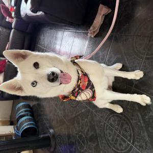 Image of Arya, Lost Dog