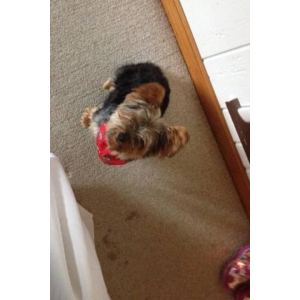Lost Dog Duke