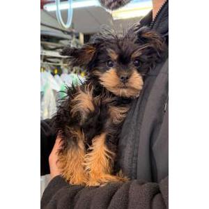 Lost Dog Mimi