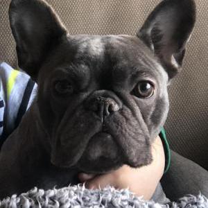 Image of Breeza, Lost Dog