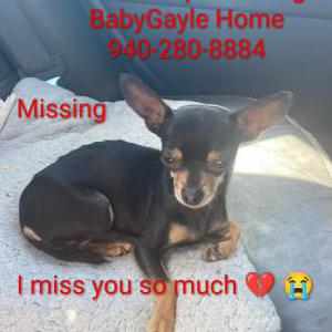 Lost Dog Baby Gayle