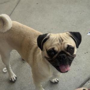 Image of Milo, Lost Dog