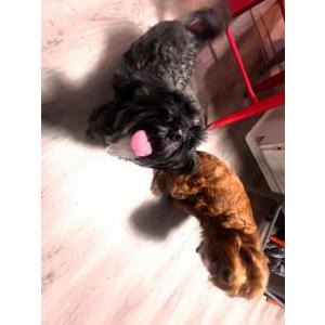 Lost Dog Honey and Coco