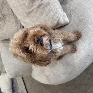 Image of Charlie, Lost Dog
