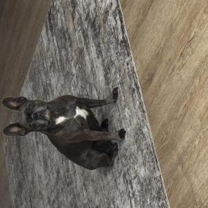 Image of Luna, Lost Dog