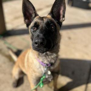 Lost Dog Scarlett