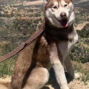 Image of Redford, Lost Dog