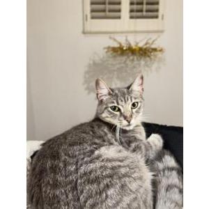 Lost Cat Daisy