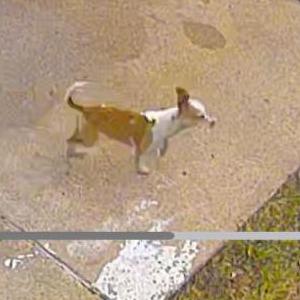 Image of Muñeca, Lost Dog