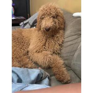 Image of Lilith, Lost Dog